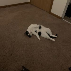 Meet your Posher, Elliott